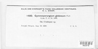Gymnosporangium globosum image
